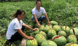 辽源吃瓜爆料事件真相,揭开真相背后的曲折历程